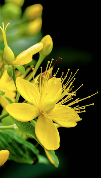 植物图片素材ID：319879008