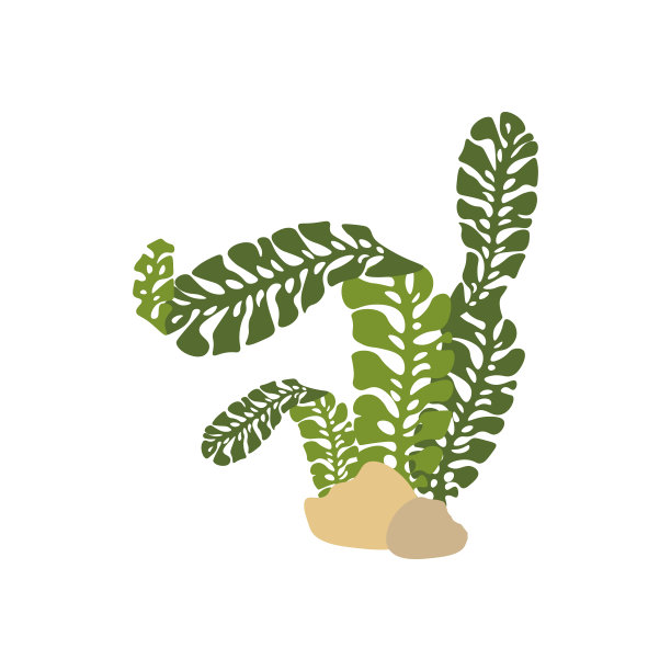 海藻矢量图图片下载