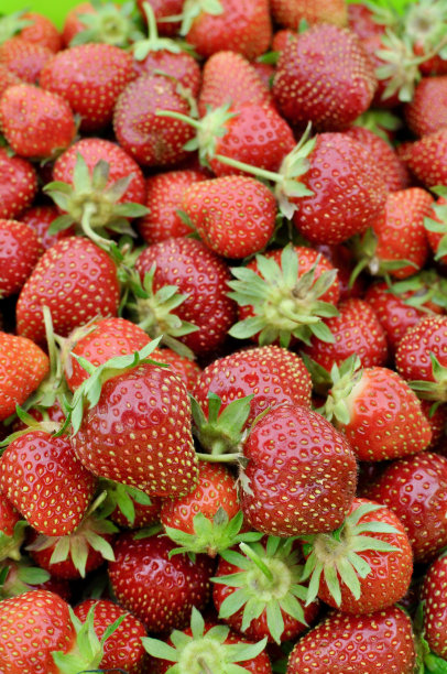 新鲜采摘草莓图片下载