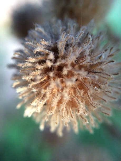 干燥植物细节图片下载