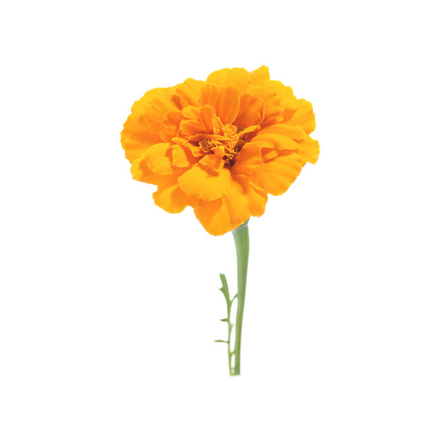 桔黄色的金盏花图片下载