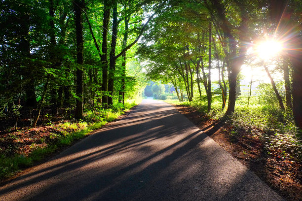 一条绿树成荫的乡间小路，低阳光在道路上投射出高光和阴影图片下载