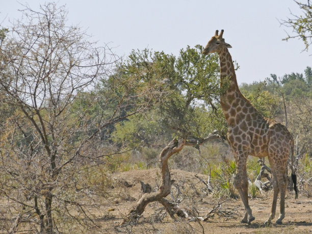 日落时分长颈鹿朝水坑走去。南非马蓬古布韦国家公园的野生动物园。风景柔和，光线温暖。-股票图片图片下载