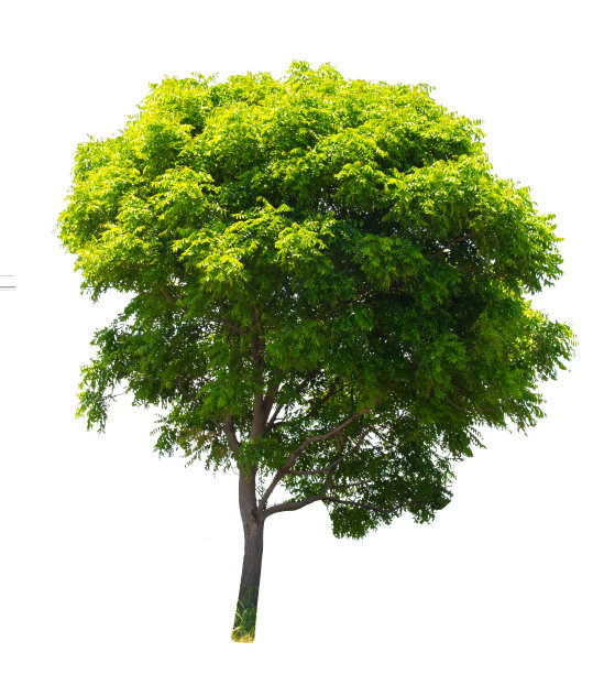 绿树孤立在白色背景与修剪路径，绿树用于户外设计，装饰和物业，住宅住宅公寓设计。图片下载