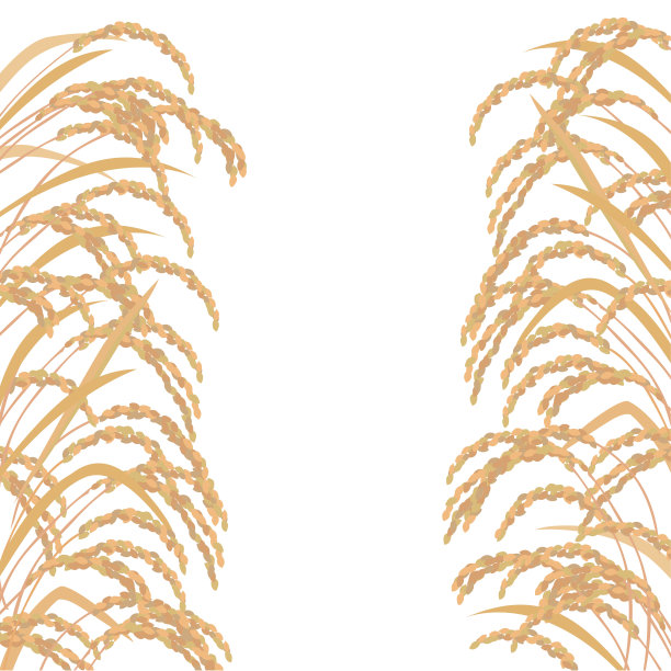 美丽的金大米图片下载