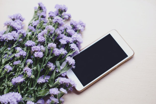 智能手机上的紫色玛格丽特雏菊花背景。使用情人节和复古风格和紫外线2018概念背景。图片下载