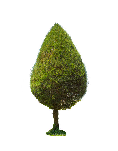 松树被孤立在白色背景与修剪路径，绿树用于户外设计，装饰和物业，住宅住宅公寓设计。图片下载