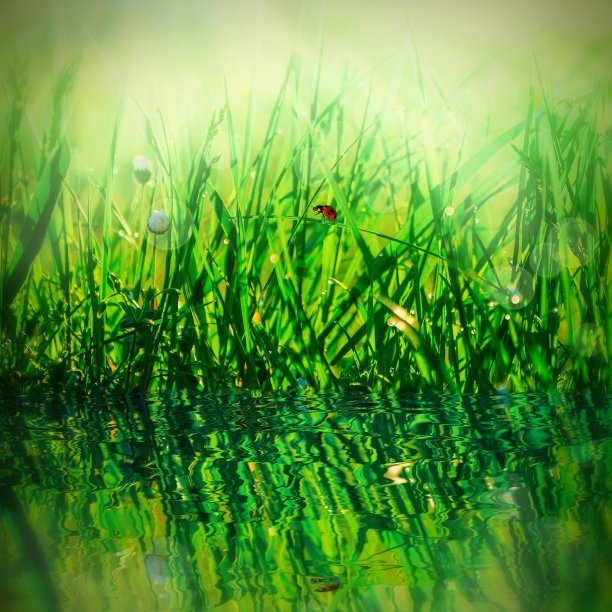 美丽清新的清晨露珠在草地和瓢虫。水的反射,光。宏。浅深度。设计贺卡的模板。软的。自然广场背景图片下载