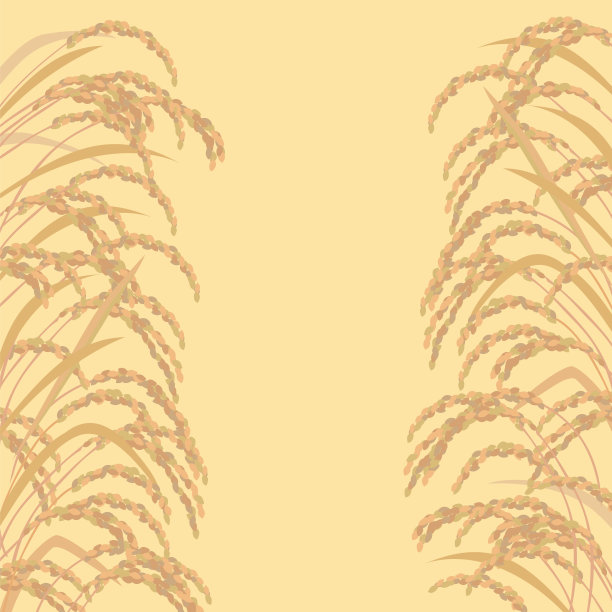 美丽的金大米图片下载