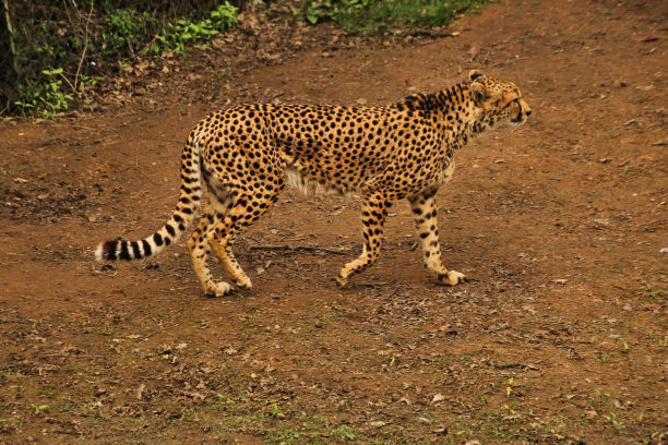 一张猎豹的照片图片下载