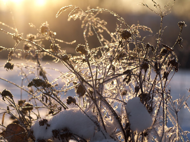 植物图片素材ID：319922202