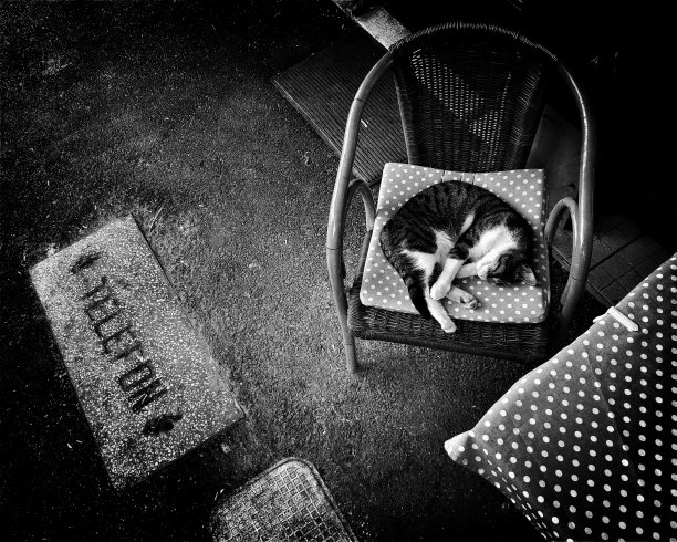 一只猫睡在椅子上的单色视图图片下载