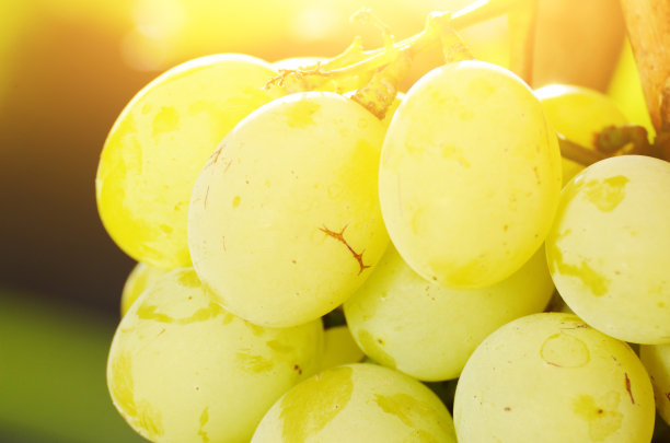 日落时分，阳光下的绿色葡萄簇图片下载