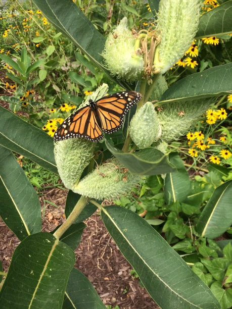 黑脉金斑蝶在普通马利筋植物的种子荚上图片下载