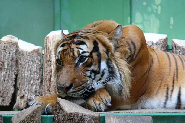 老虎休息的特写图片下载