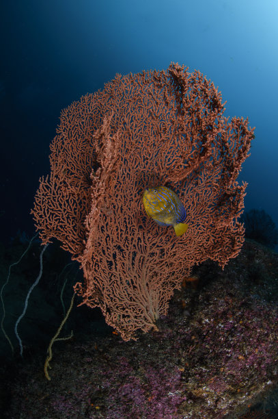 蓝色和黄色条纹鱼在红色珊瑚前游泳在日本的蓝色水域图片下载