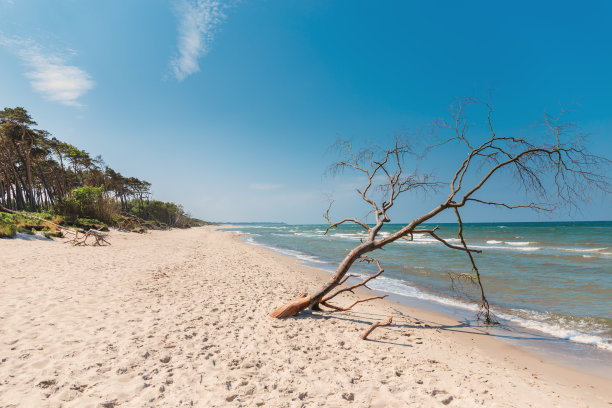 波罗的海普雷罗的西部海滩，以森林和蓝天为背景图片下载