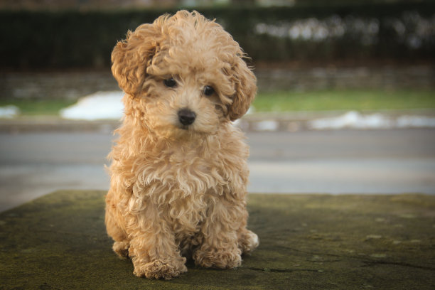 婴儿贵宾犬图片下载