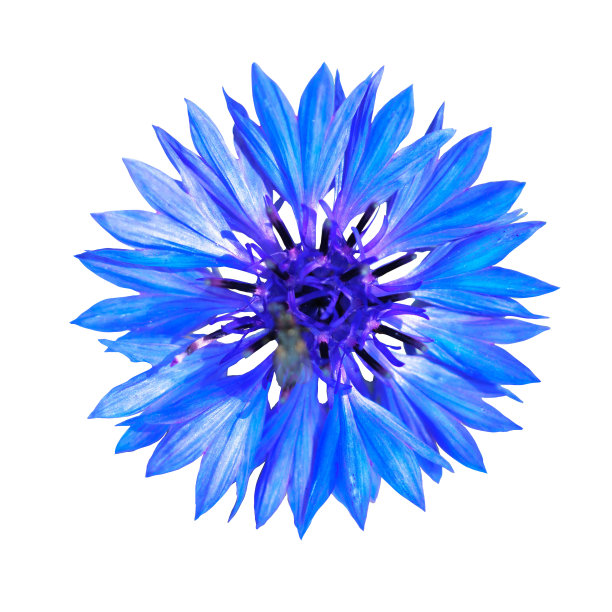 孤立的矢车菊蓝色在白色的背景图片下载