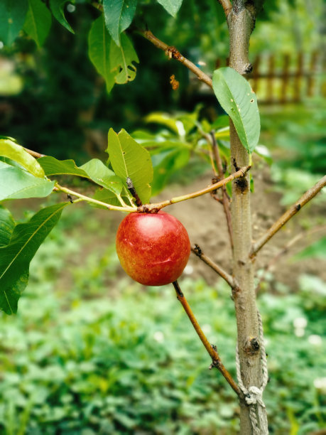 桃子在树上图片下载