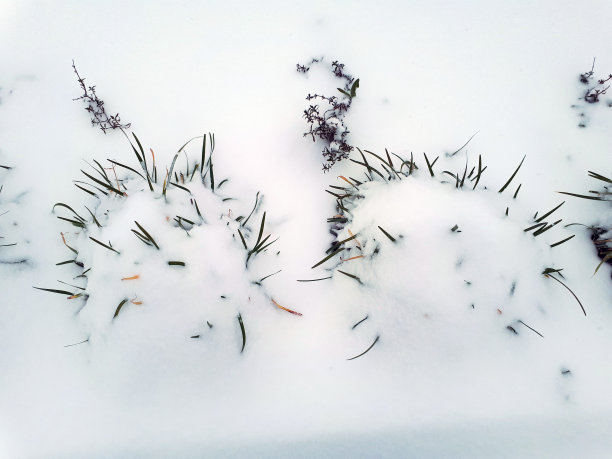 雪下的大自然图片下载