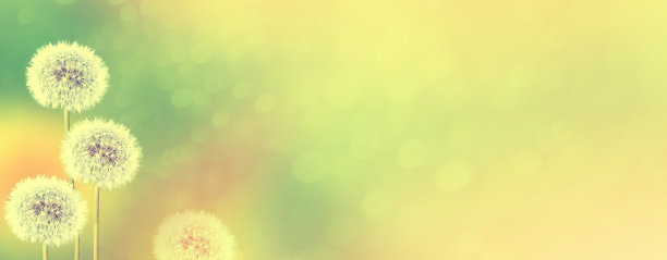 毛茸茸的蒲公英花图片下载