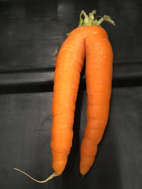 两条腿的胡萝卜图片下载