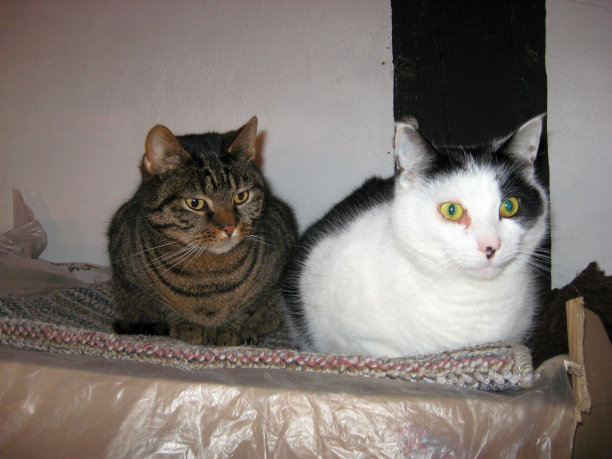 卡岑帕尔图片下载