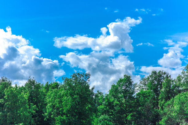 在晴朗的日子里，美丽的夏日森林映衬着蔚蓝的天空图片下载
