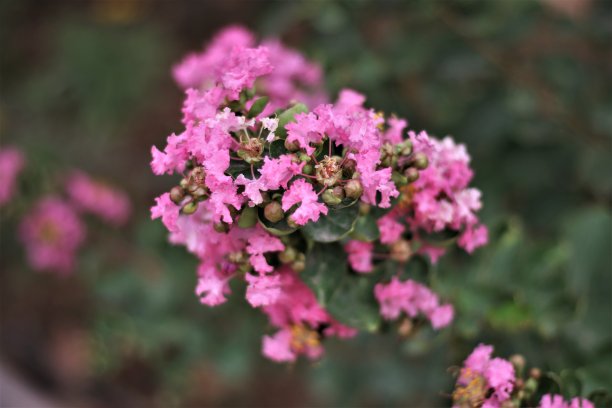 粉红色的花，天然的花束图片下载