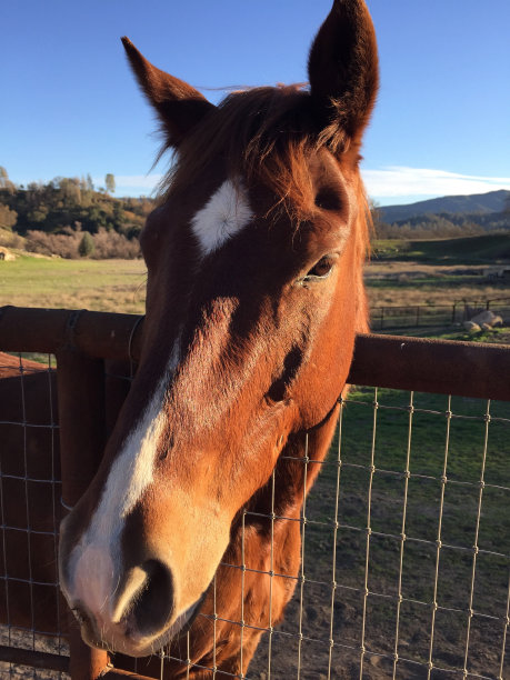 Chesnut马图片下载