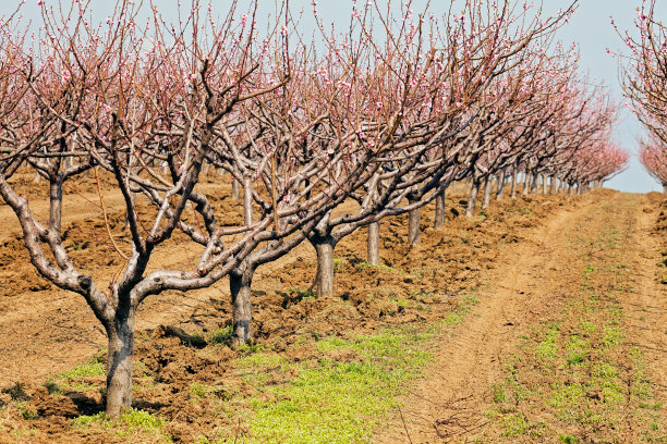 在秋天的果园图片下载