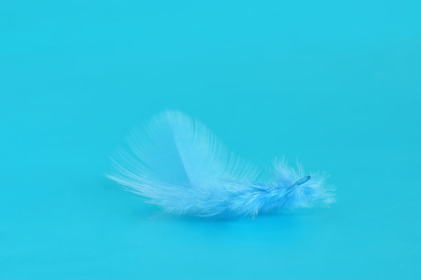 美丽的彩色鸟羽毛图片下载