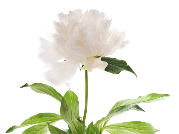 白色的优雅牡丹。图片下载