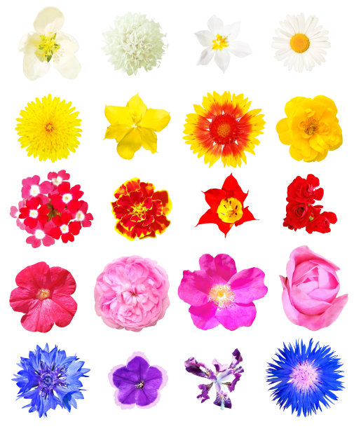 孤立的花组图片下载