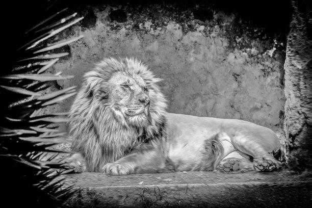 那不勒斯动物园的狮子王图片下载