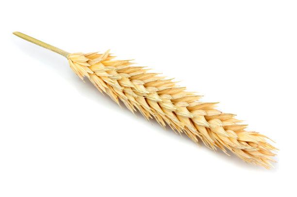 小麦孤立闭关。图片下载