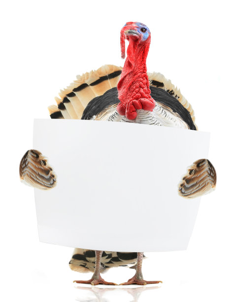 在感恩节这天，用树叶写文字的火鸡图片下载