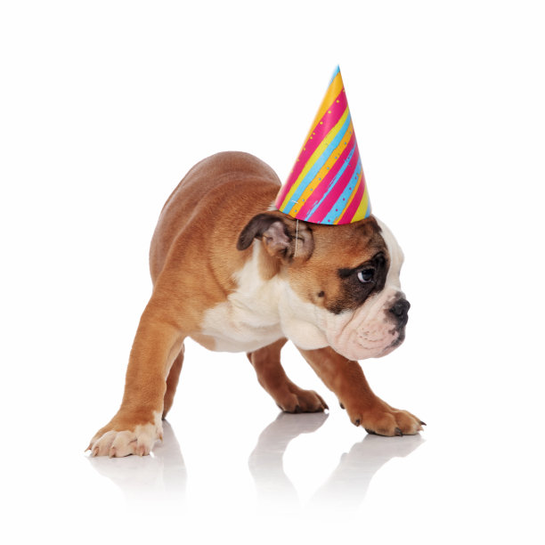 可爱的英国牛头犬与五颜六色的生日帽子看向一边图片下载