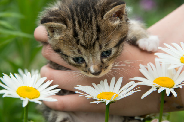 一个孩子和一只小猫散步的照片图片下载
