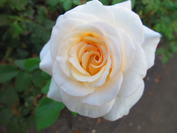 白玫瑰图片下载