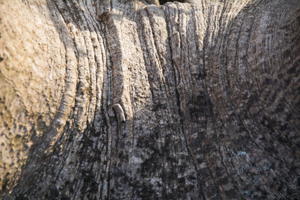 表面的树图片下载