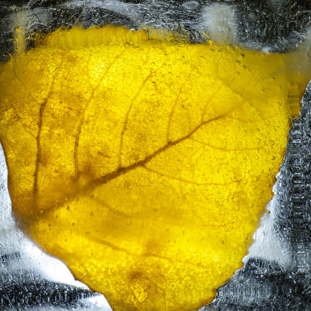 叶子被困在半透明的冰与背光概念照片图片下载