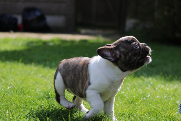 法国斗牛犬小狗图片下载