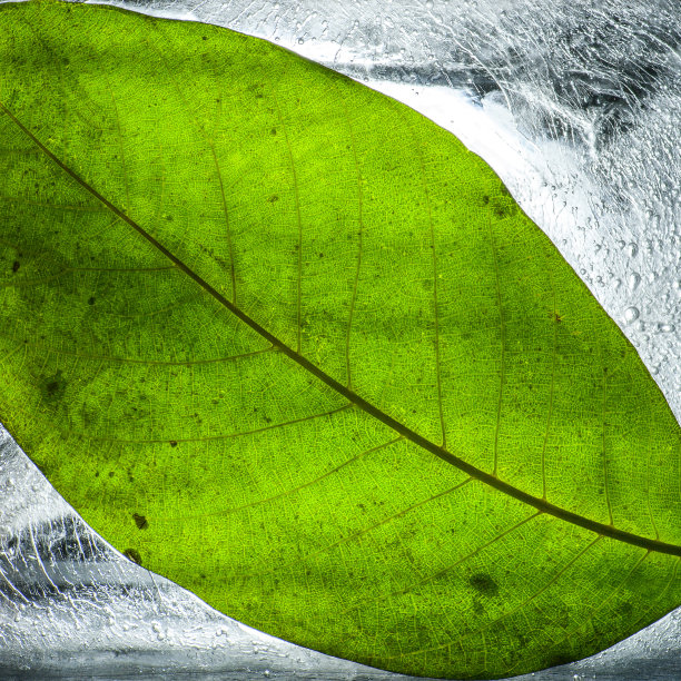 叶子被困在半透明的冰与背光概念照片图片下载