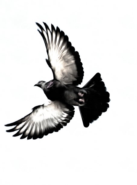 飞翔的鸽子图片下载
