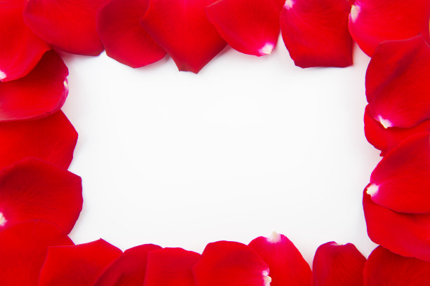 玫瑰花瓣图片下载