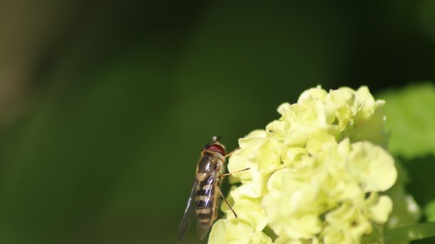 食蚜蝇图片下载