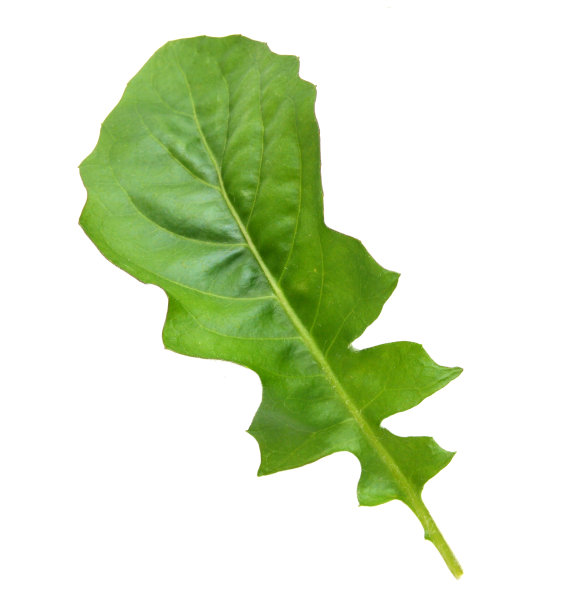 一株小雏菊的叶子分离出白色图片下载