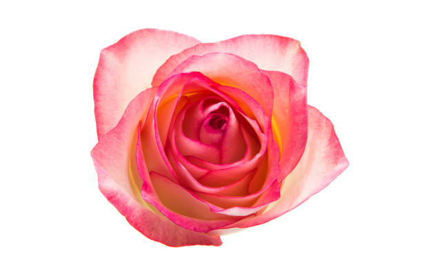 粉色玫瑰孤立图片下载